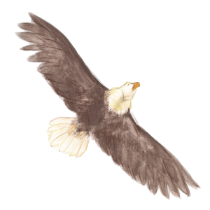 A majestic hawk